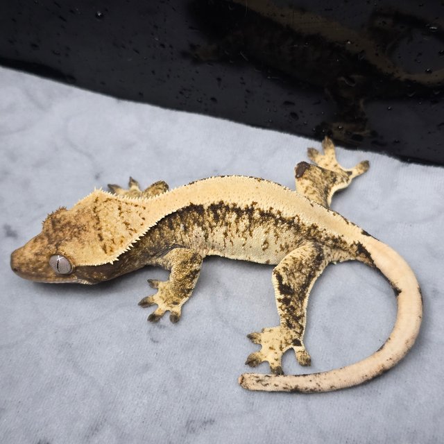 트라이 화이트스팟 솔리드백