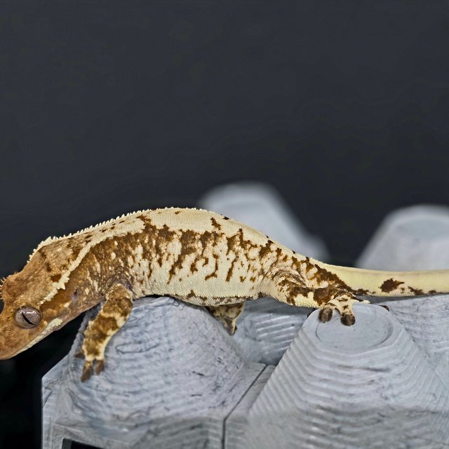 트라이 화이트스팟 화이트크라운