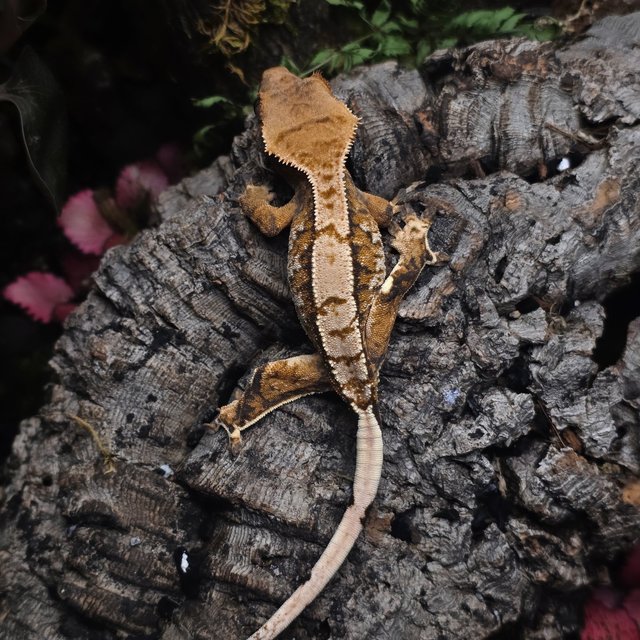 트라이 텐저린 화이트 익스트림할리퀸