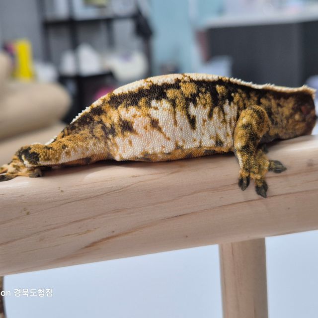 트라이