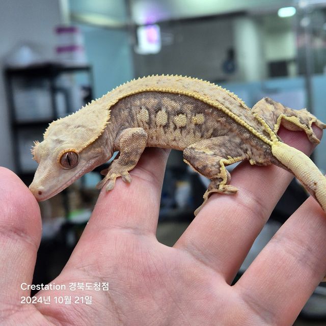 쿼드