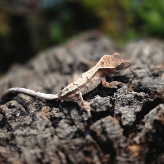 세이블 패턴리스 화이트스팟