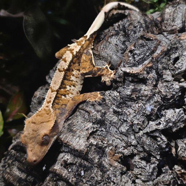 트라이 텐저린 화이트 익스트림할리퀸