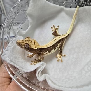 릴리100%헷아잔틱