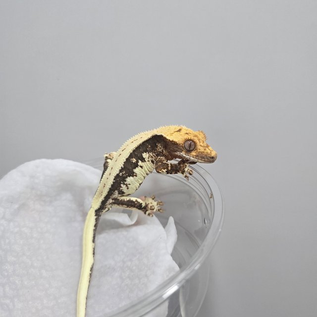 릴리100%헷아잔틱