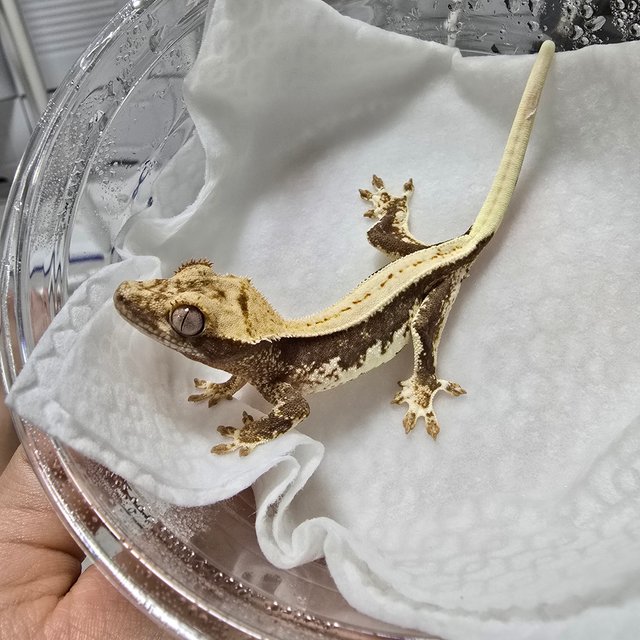 릴리100%헷아잔틱