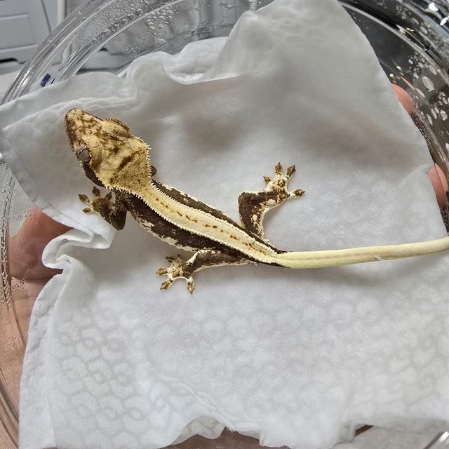 릴리100%헷아잔틱