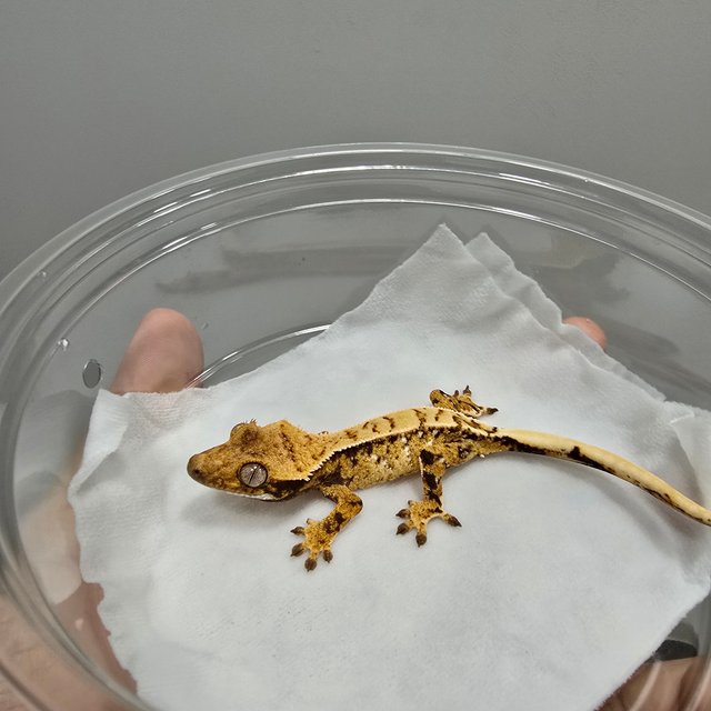 화이트스팟 노멀