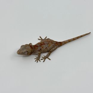 스켈레톤