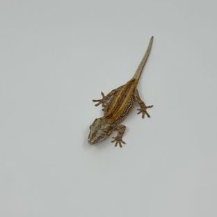 스트라이프