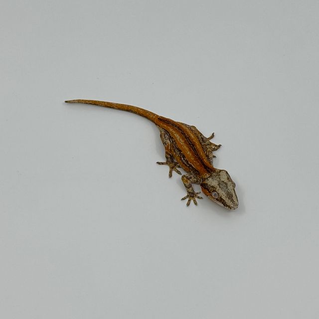 스트라이프