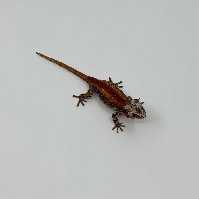 스트라이프