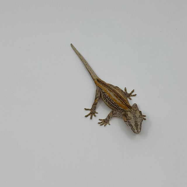 스트라이프