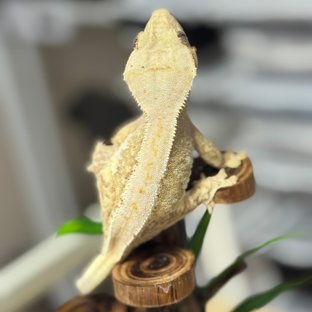 릴리100%헷아잔틱