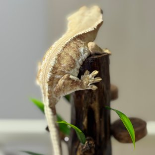 릴리100%헷아잔틱