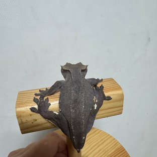 아잔틱
