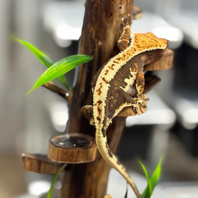 릴리100%헷아잔틱