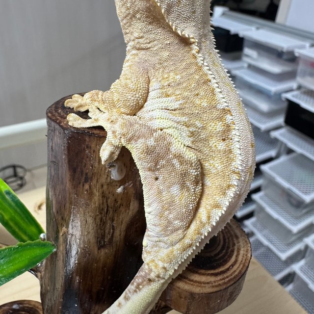 릴리100%헷아잔틱