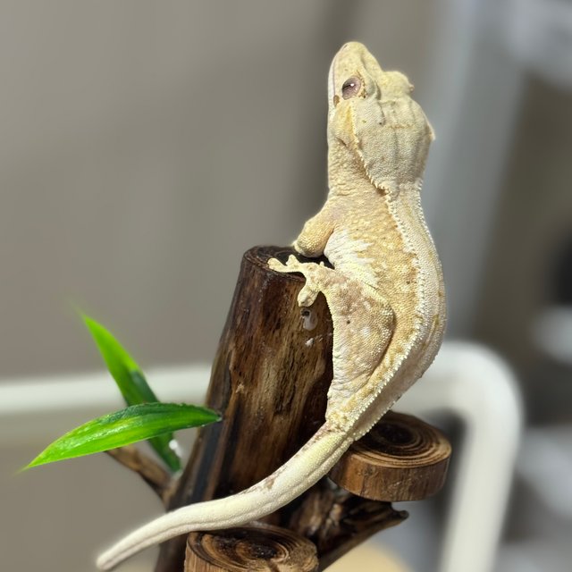 릴리100%헷아잔틱