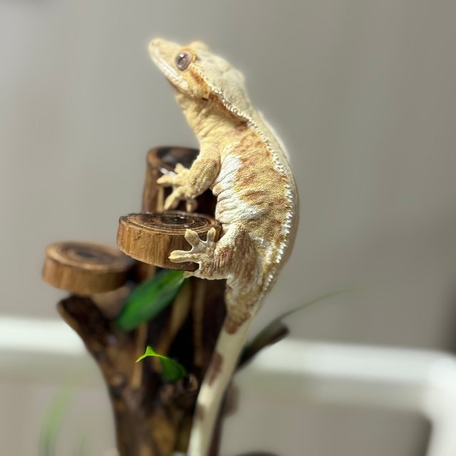 릴리100%헷아잔틱