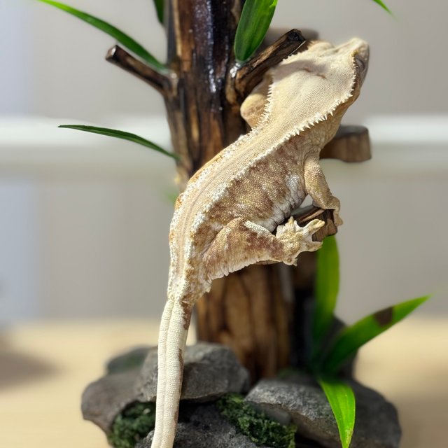 릴리100%헷아잔틱