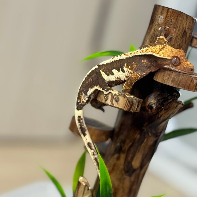 릴리100%헷아잔틱