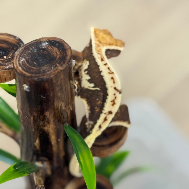 릴리100%헷아잔틱