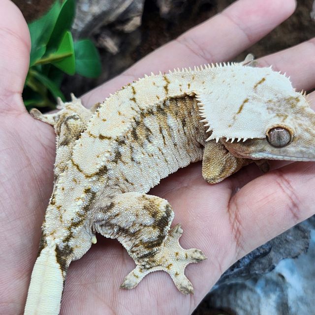 트라이