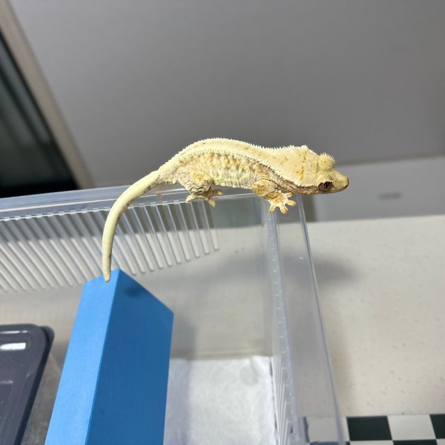 릴리화이트 트라이