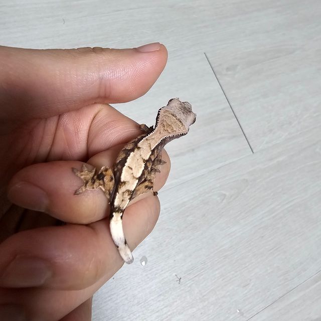세이블