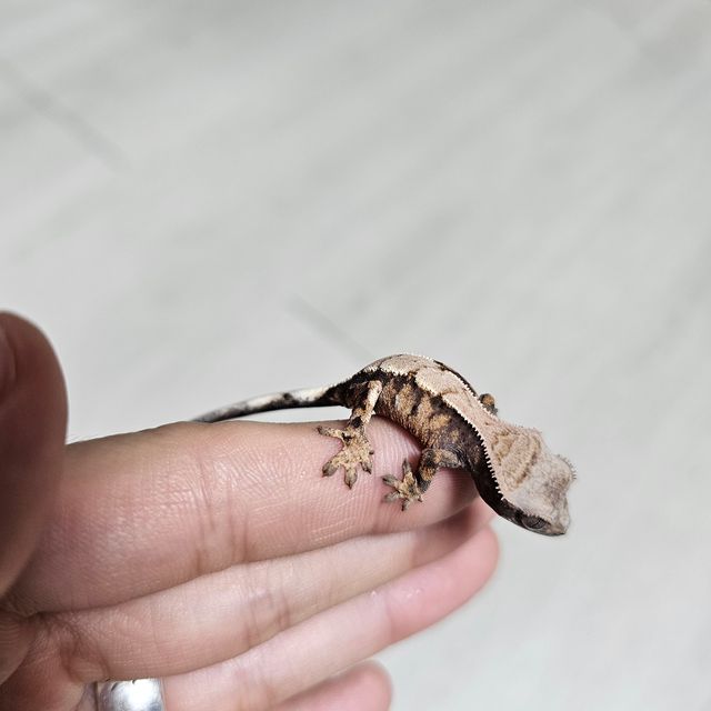 세이블