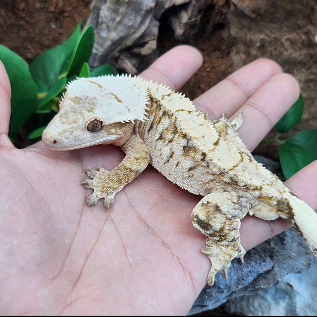 트라이