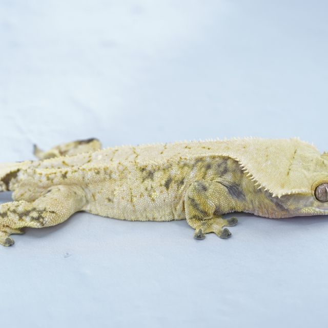 트라이