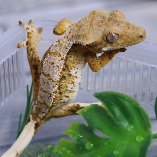 트라이