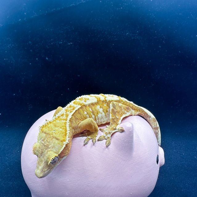 트라이