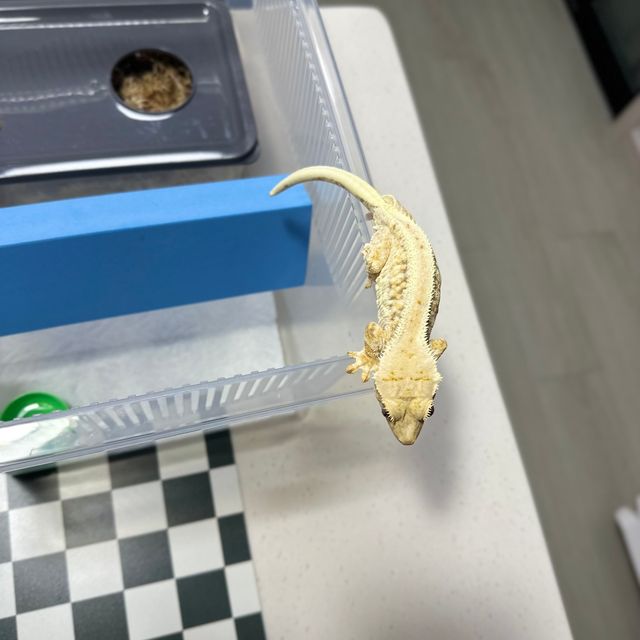 릴리화이트 트라이