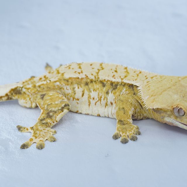 트라이
