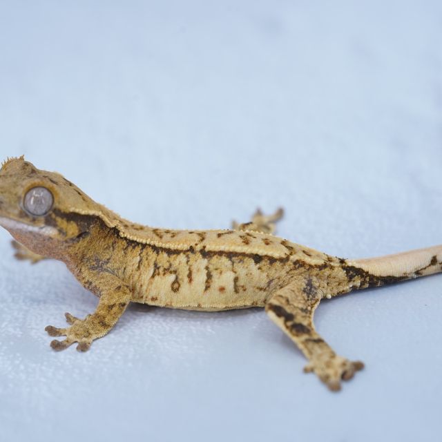 트라이
