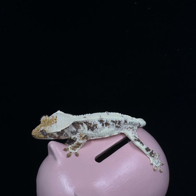 릴리화이트