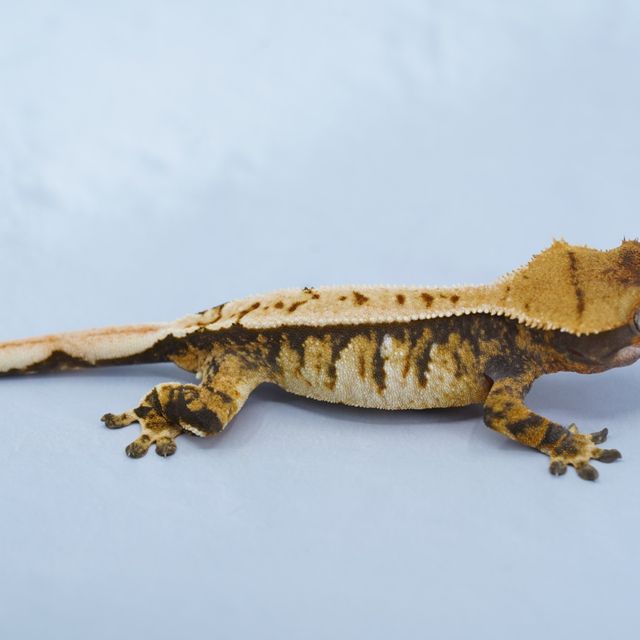 트라이