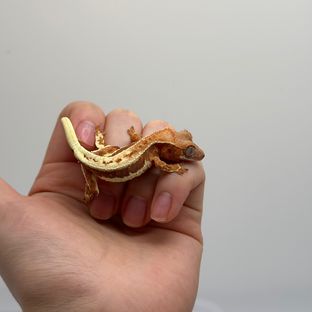 프라푸치노