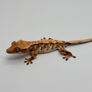 트라이