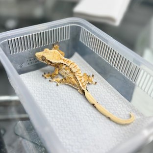 트라이 익스트림할리퀸