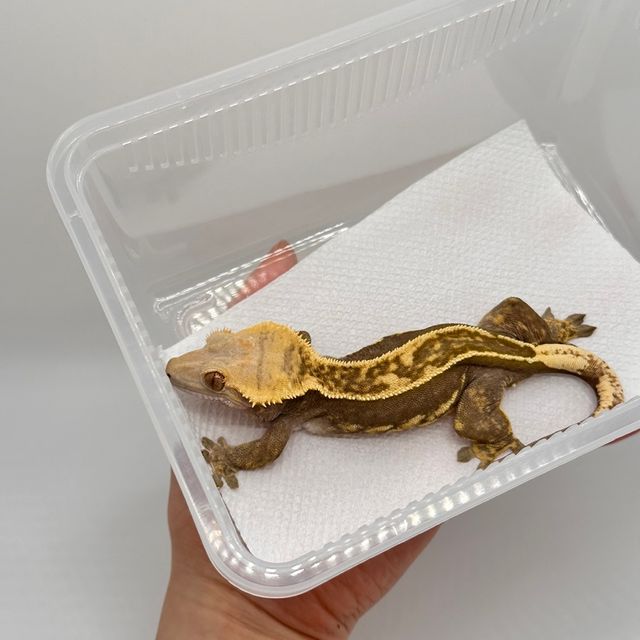 엠티백 쿼드 핀스트라이프