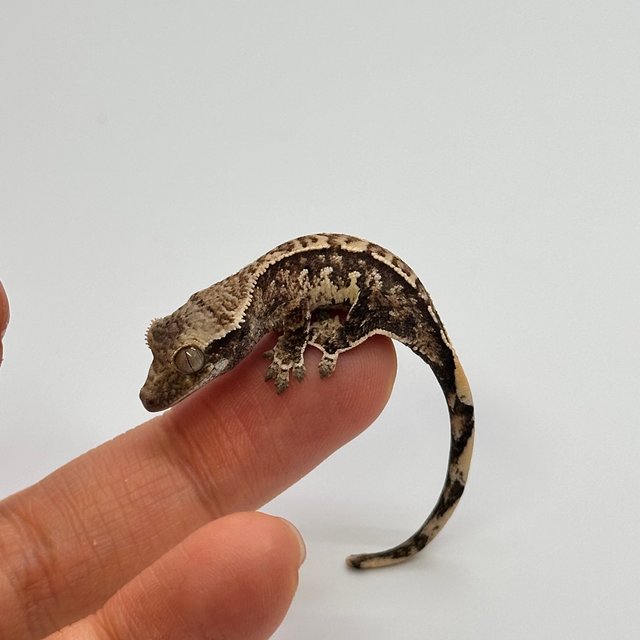 트라이 익스트림할리퀸