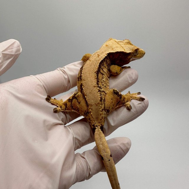 익스트림할리퀸