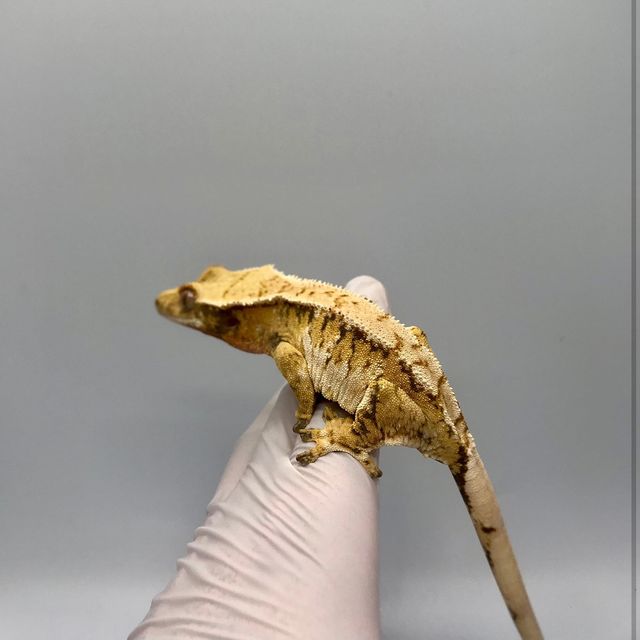 트라이 바브 익스트림할리퀸