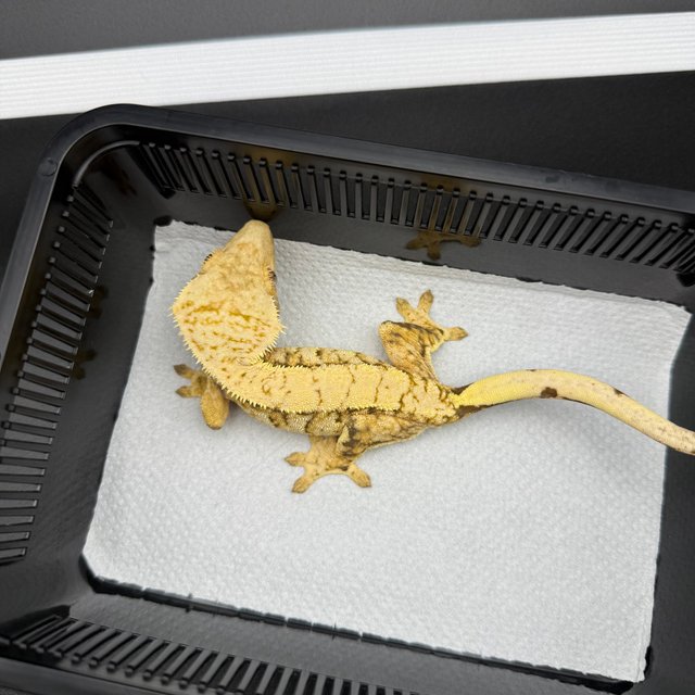 트라이 익스트림할리퀸