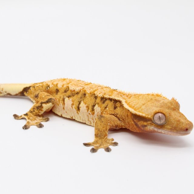 트라이 익스트림할리퀸 화이트크라운