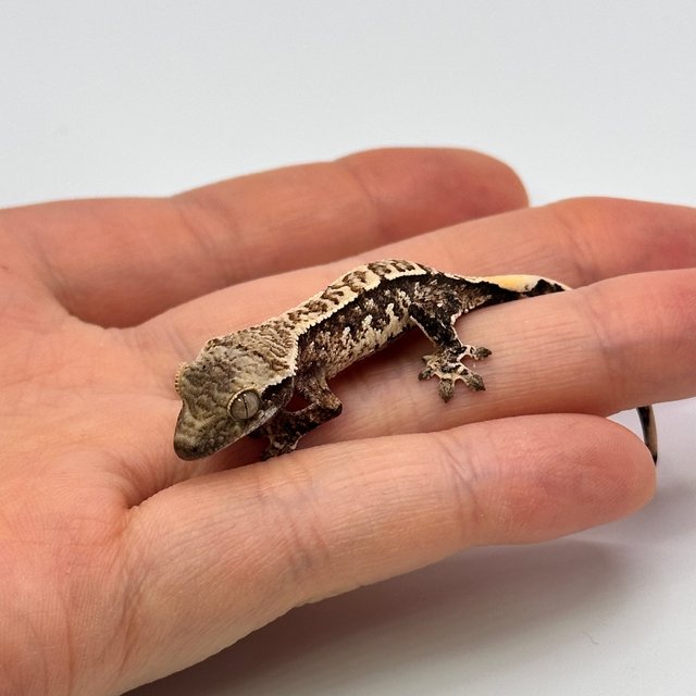 트라이 익스트림할리퀸